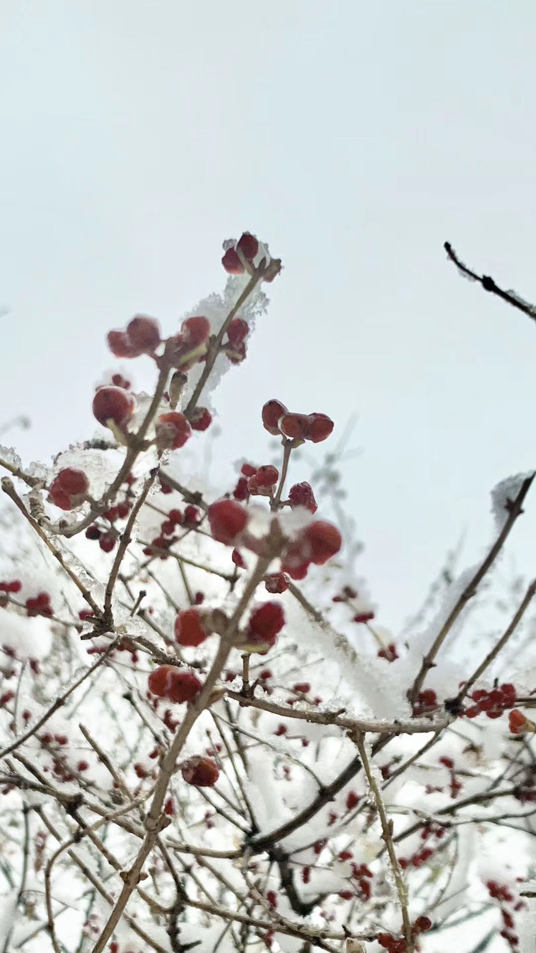 2020年的第一场雪,来了!