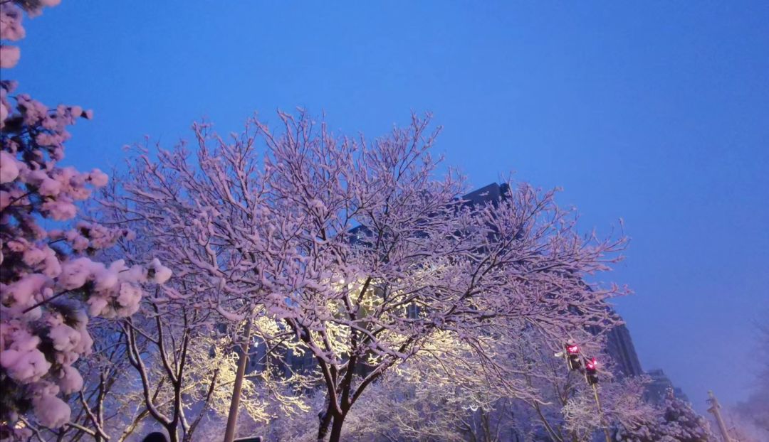 2020年的第一场雪,来了!