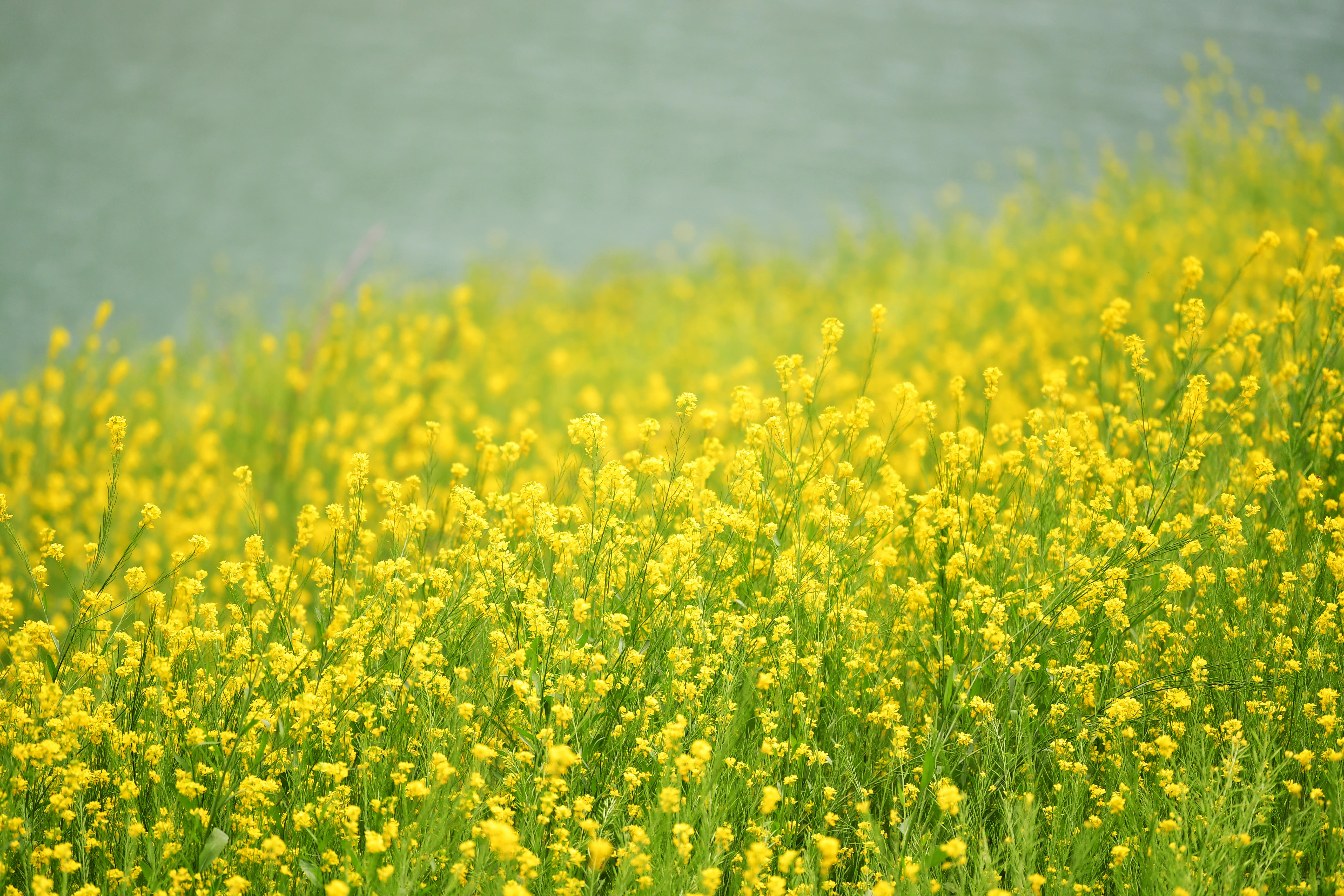 甘肃文县:油菜花开春光好