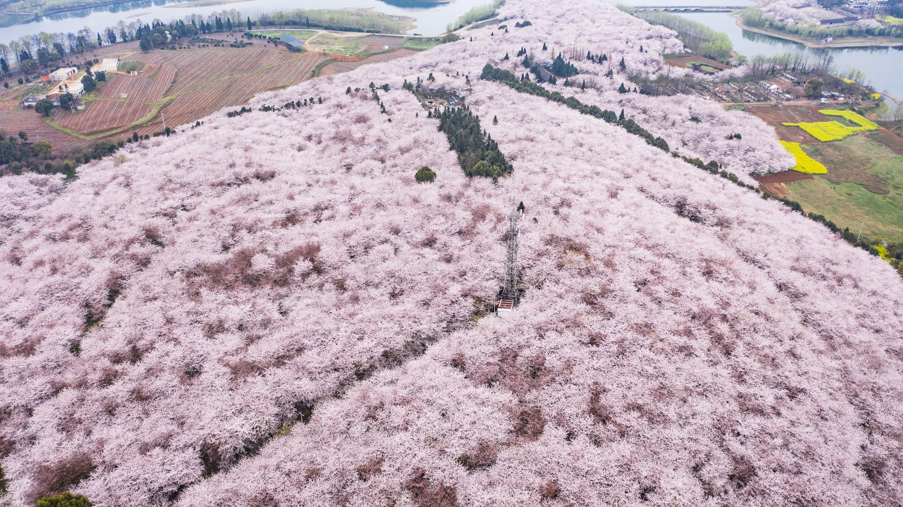 樱花盛开迎春至