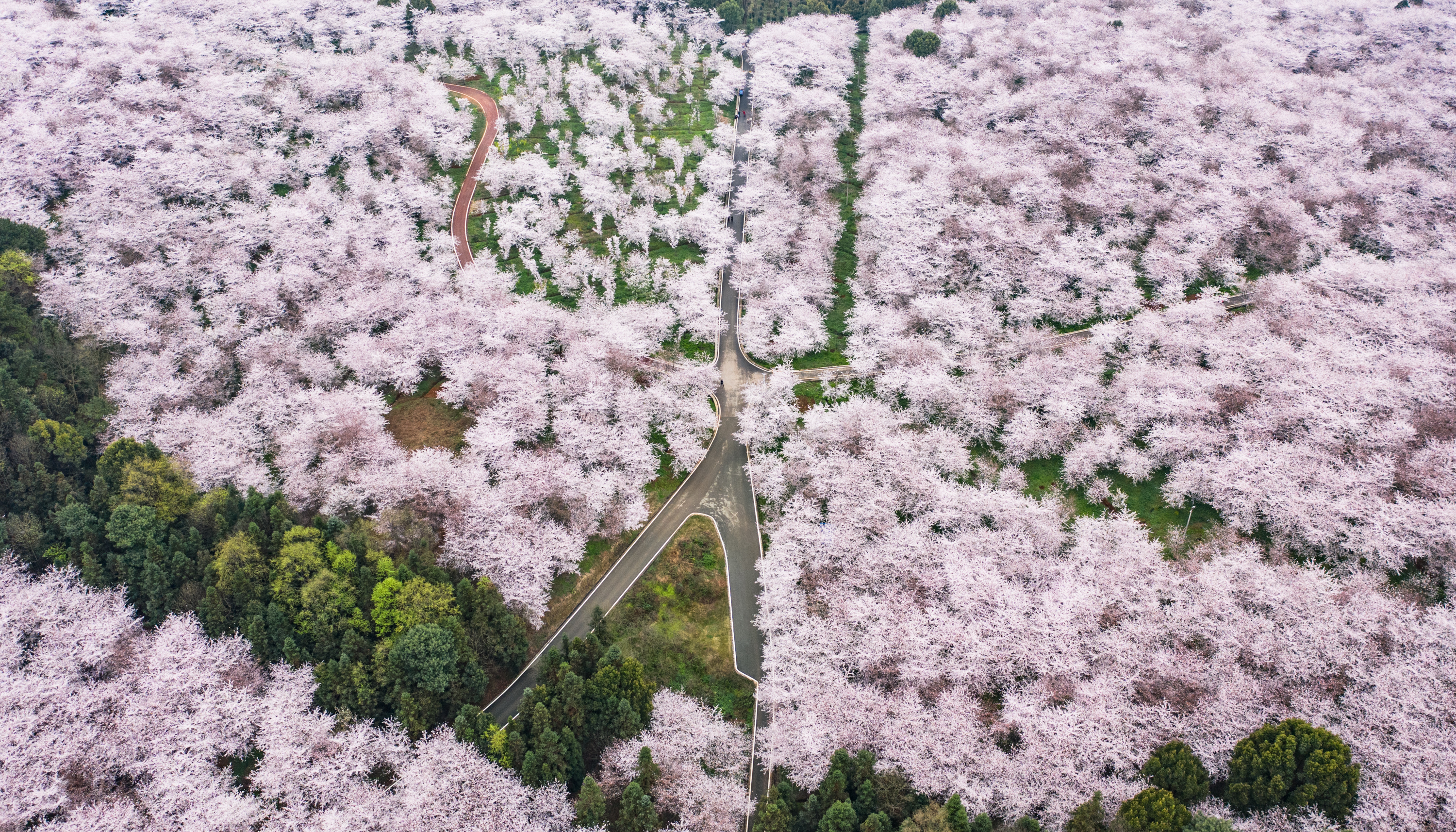 3月12日拍摄的贵安新区樱花观光园风景(无人机照片).