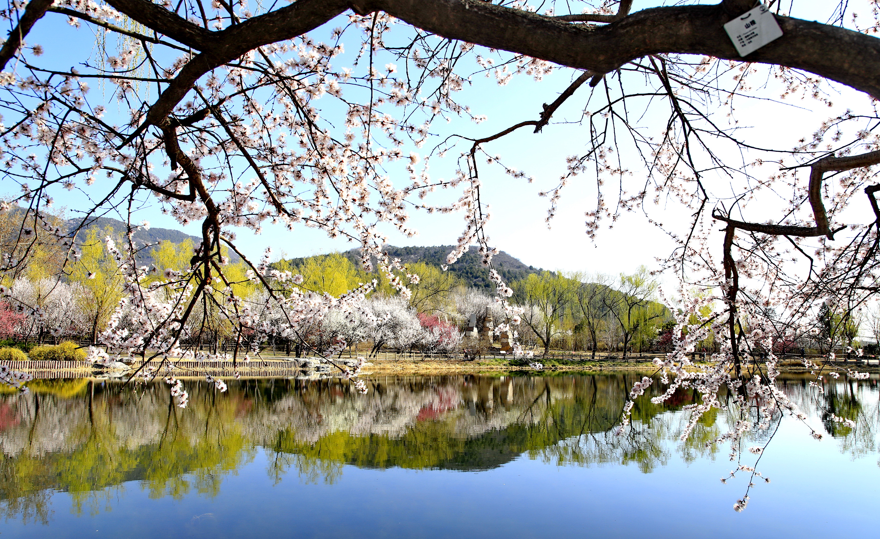3月22日,游人在北京植物园拍摄春景.