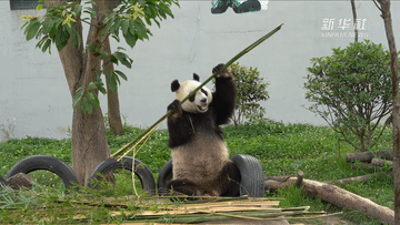 熊猫社区:功夫熊猫的"铁头功"